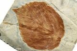 Fossil Leaf (Davidia) - Montana #223806-1